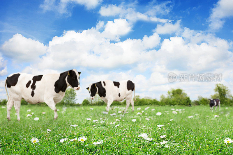 Field with cows和copyspace专注于前景